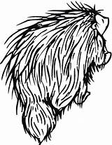 Porcupine 8 coloring Page  Free Printable Coloring Pages sketch template