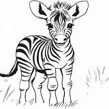 Baby Zebra Coloring Pages sketch template