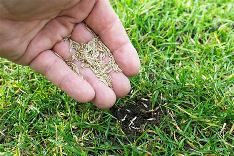 How To Spread Bermuda Grass Seed - GardenTabs.com (2023)