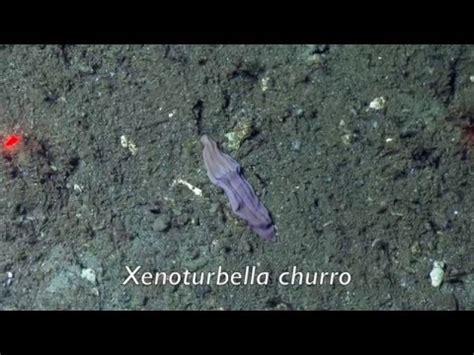 Extraordinary Deep-Sea Worm Species Discovered - YouTube