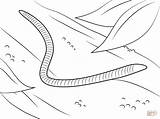 Worms Coloring Pages sketch template