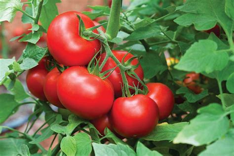 Home grown tomato secrets - Jeffries