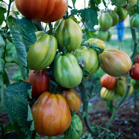 Our 5 Favourite Tomato Varieties