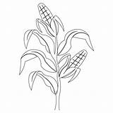Corn Field Coloring Page At GetColoringscom  Free Printable Colorings sketch template