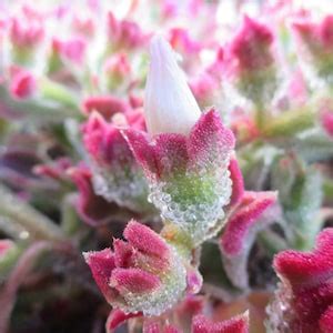 Crystalline Succulent Seeds 20 Mesembryanthemum Crystallinum Seeds 20 ...