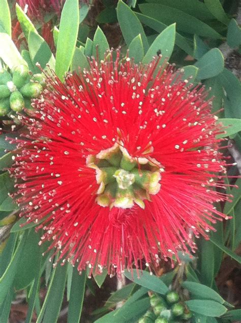 Sea Urchin flower, basically. :) | Flowers, Plants, Nature