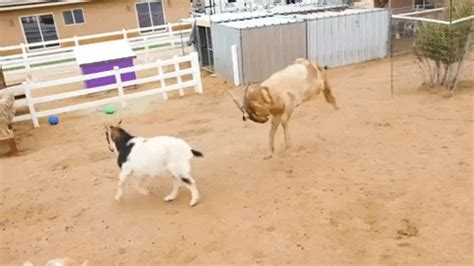 Mercy For Animals GIF - Find & Share on GIPHY