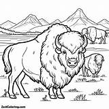 Canadian Bison With His Herd Coloring Page  For Kids – Smart sketch template