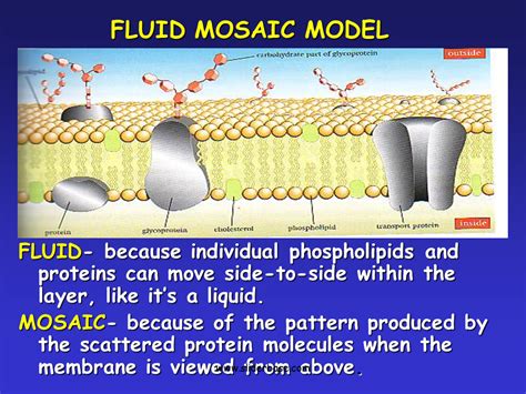 Plasma Membrane-Gateway to the Cell - Presentation Biology