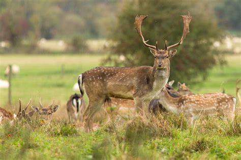 Escapes and Photography: Fallow Deer And Rutting Season At Charlecote Park