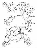 Playing ape coloring pages  Download Free sketch template