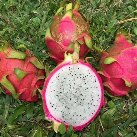 White Dragonfruit (Pitaya) – Miami Fruit