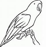 Free Printable Parrot Coloring Pages For Kids  Animal Place sketch template