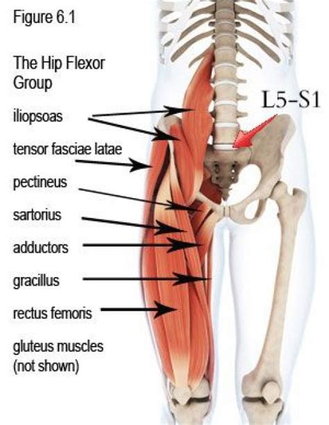 Pin on Psoas Exercises