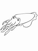 Cuttlefish Coloring Page sketch template