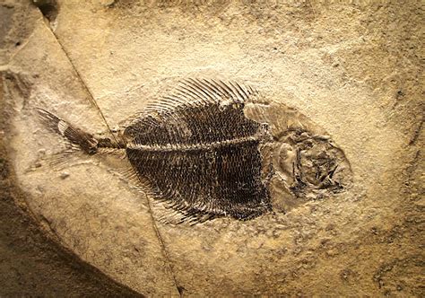 Fil:Fossil fish Fur Museum.jpg - Wikipedia, den frie encyklopædi