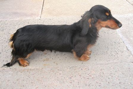 black and tan long haired dachshund | Black And Tan Miniature ... | Dachshund breed, Long haired ...