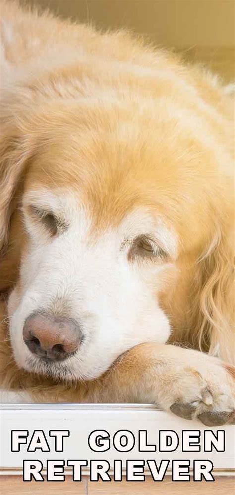 Fat Golden Retriever: What to Do When Your Dog Puts on Weight