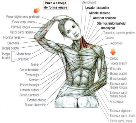 Muscle Anatomy, Body Anatomy, Human Anatomy, Fitness Workouts, Fitness ...