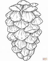 Pine Cone Coloring Page  Free Printable Pages Home sketch template