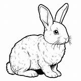 Rabbit Coloring Pages 19  Gem sketch template