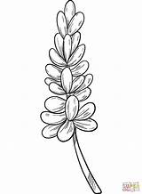 Lavender coloring Page  Free Printable Coloring Pages sketch template