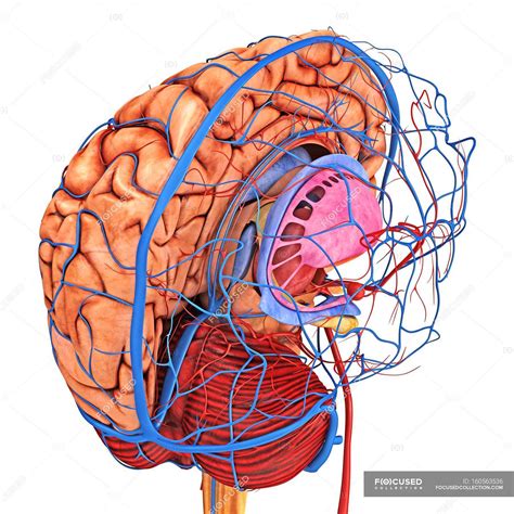 Brain blood supply — anatomical, medicine - Stock Photo | #160563536