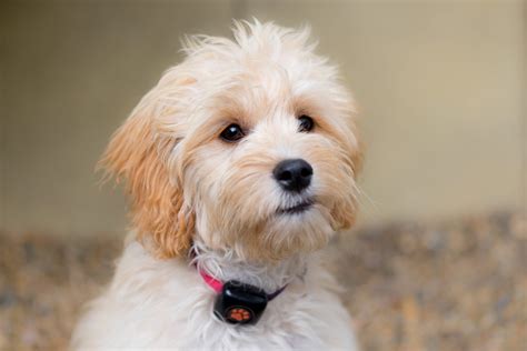 Hypoallergenic dogs: Best breeds for people with allergies - PitPat