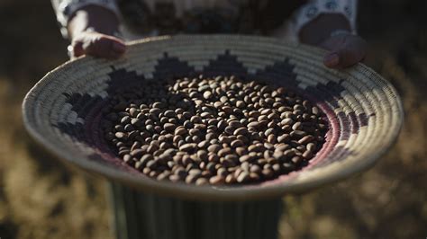 The Tradition and Business of Picking and Selling Piñon Nuts in New ...