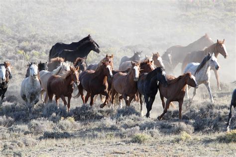 Wild Horses Free Stock Photo - Public Domain Pictures