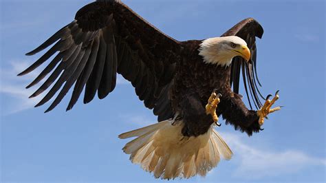 Bald Eagle attack with strong sharp claws-Desktop Wallpaper HD for mobile phones and computers ...