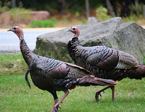 Wild Turkeys Free Stock Photo - Public Domain Pictures