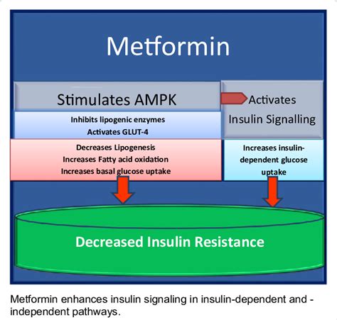 Mechanism of action of metformin. | Download Scientific Diagram