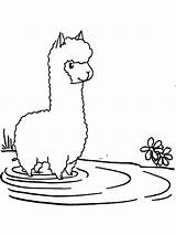 Coloring Pages Alpaca Llama Cute Kawaii Drawing Easy Lama Llamacorn  sketch template