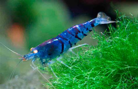 Blue Tiger Shrimp - SE Asia freshwater shrimp : r/TheDepthsBelow