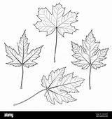 Sugar Maple Tree Coloring Sheet sketch template