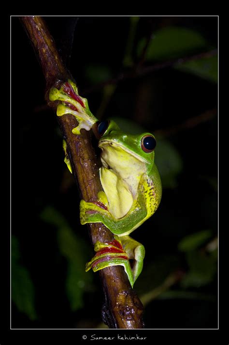 Malabar gliding frog Rhacophorus malabaricus | The Malabar g… | Flickr