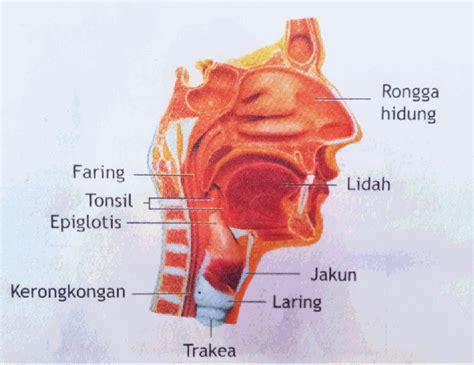 Santi Rahayu: Pengertian Faring