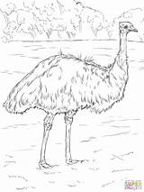 Realistic Emu coloring page  Free Printable Coloring Pages sketch template