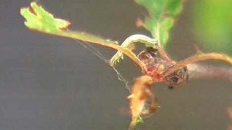 City Cankerworm Control Program continues | CTV News