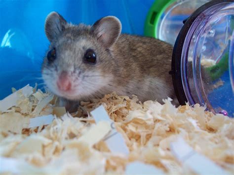 Chinese Dwarf Hamsters: Selecting a Chinese Hamster