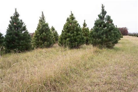 Choose and cut or fresh pre-cut Norway Pine Christmas Trees