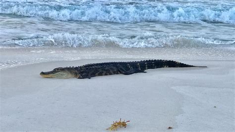 Alligator spotted on Pensacola Beach