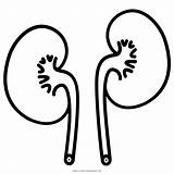 Kidneys Coloring Pages  Nation sketch template