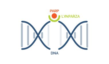 What Is LYNPARZA® (olaparib)?