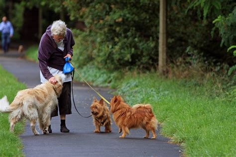 Senior Lady Dog Walker Free Stock Photo - Public Domain Pictures