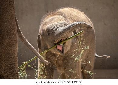 2,482 Elephant Calf Playing Images, Stock Photos & Vectors | Shutterstock