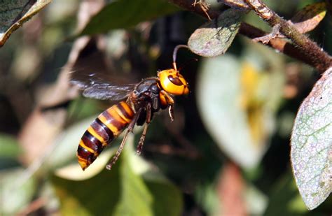 #bioPGH Special Update: Asian Giant Hornet | Phipps Conservatory and Botanical Gardens ...