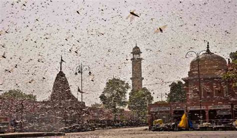 Explainer: India's 'worst' locust plague, and why it needs to be ...