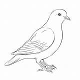 Dove Black And White Sketch Coloring Page Outline Drawing Vector  sketch template
